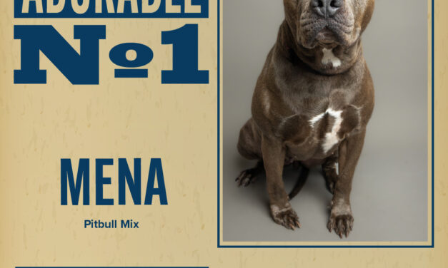 Pet of the Week – Mena