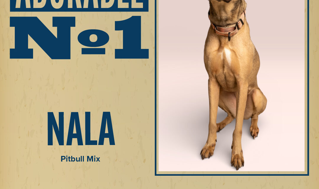 Pet of the Week