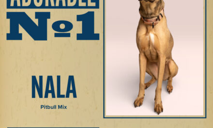 Pet of the Week