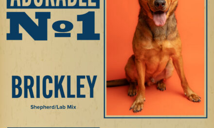 Pet of the Week – Brickley