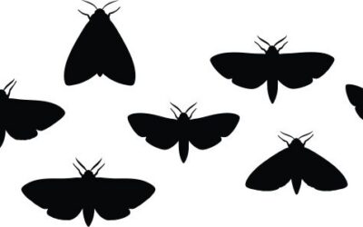 “Moth Night” at Breckinridge Park Rescheduled for Tomorrow Night