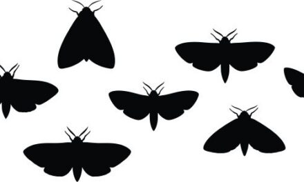 “Moth Night” at Breckinridge Park Rescheduled for Tomorrow Night