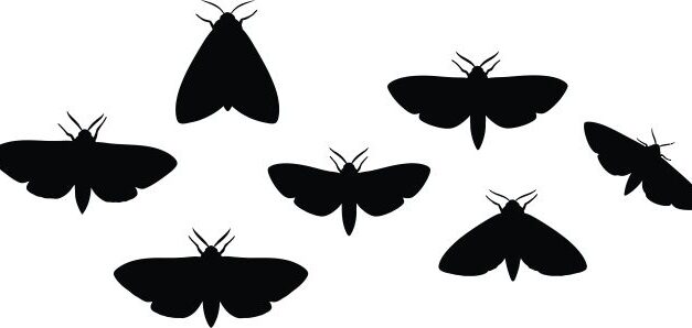 “Moth Night” at Breckinridge Park Rescheduled for Tomorrow Night