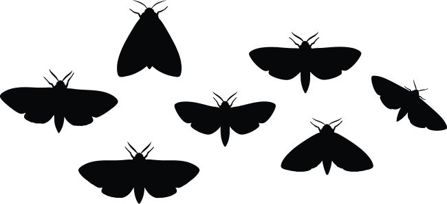 “Moth Night” at Breckinridge Park Rescheduled for Tomorrow Night