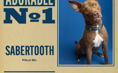Pet of the Week