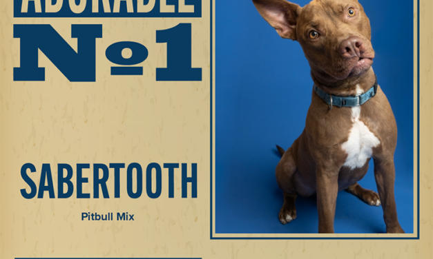Pet of the Week