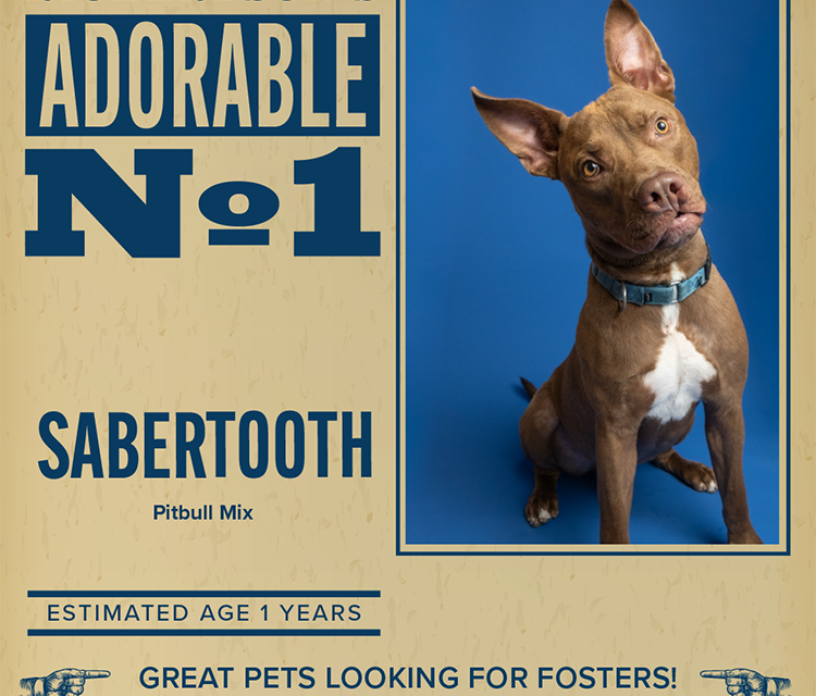 Pet of the Week