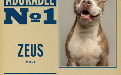 Pet of the Week