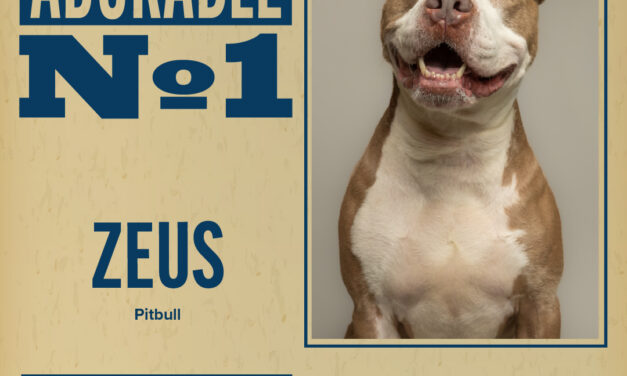 Pet of the Week