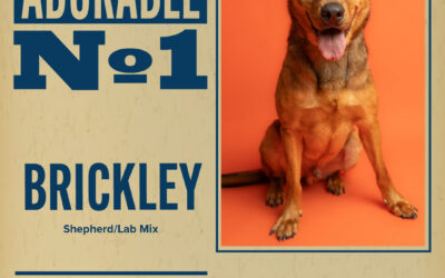 Pet of the Week
