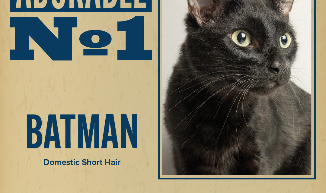 Pet of the Week