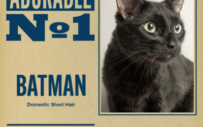 Pet of the Week