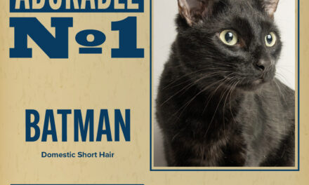 Pet of the Week
