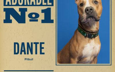 Pet of the Week