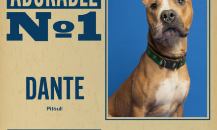 Pet of the Week