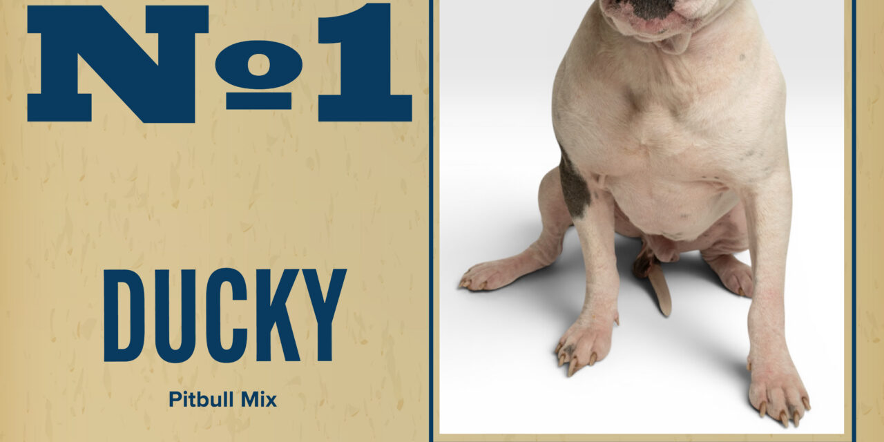 Pet of the Week
