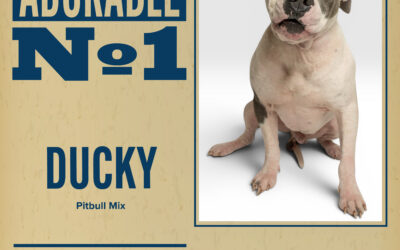 Pet of the Week