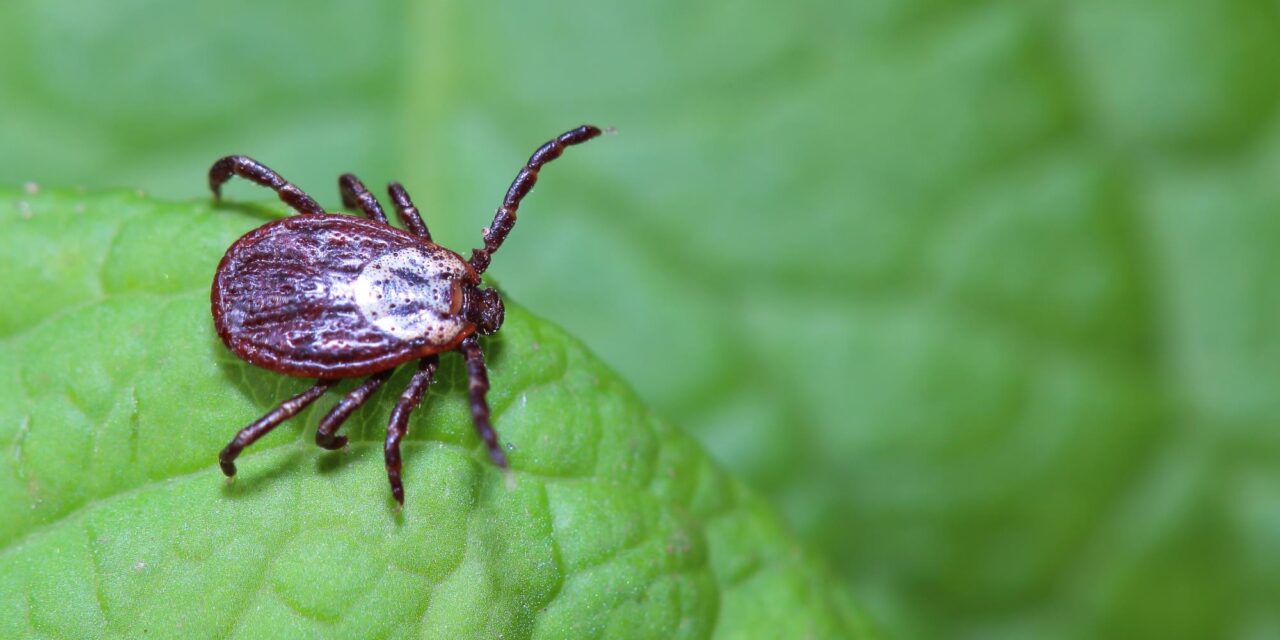 It’s Tick Time! What to Know 
