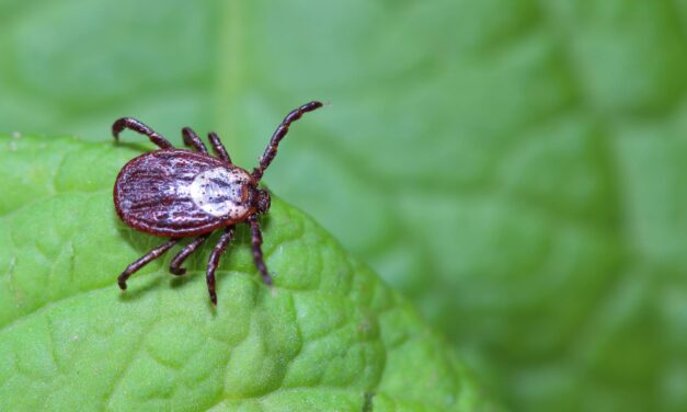 It’s Tick Time! What to Know 