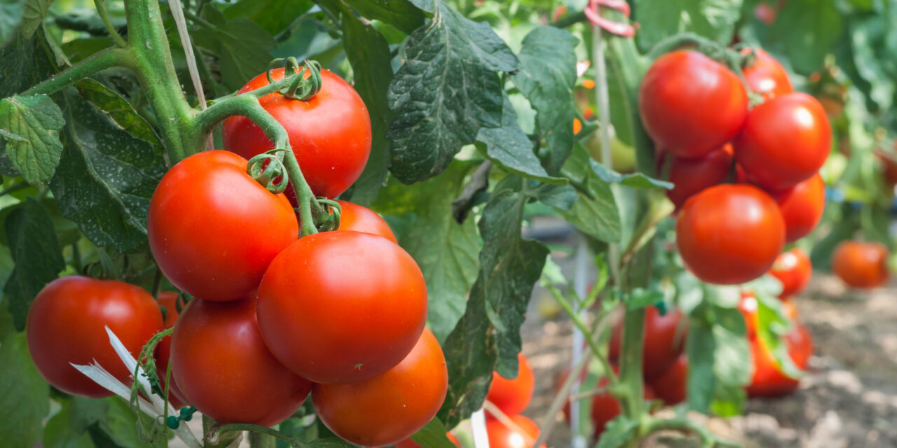 Now is the Time to Plant Fall Tomatoes