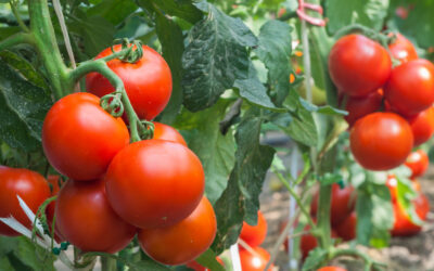 Now is the Time to Plant Fall Tomatoes