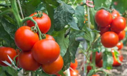 Now is the Time to Plant Fall Tomatoes