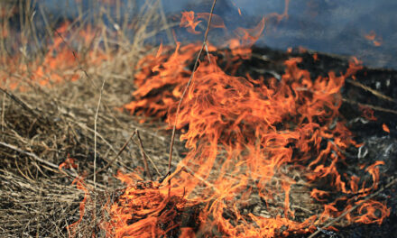 Hot, Dry and Windy Conditions Lead to High Risk of Fires