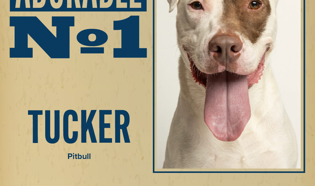 Pet of the Week – Tucker