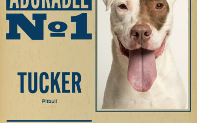 Pet of the Week – Tucker