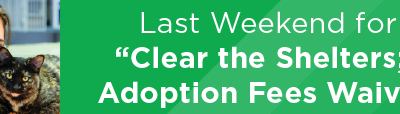 Last Weekend for Clear the Shelters; Adoption Fees Waived 