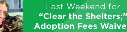 Last Weekend for Clear the Shelters; Adoption Fees Waived 