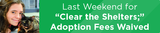 Last Weekend for Clear the Shelters; Adoption Fees Waived 