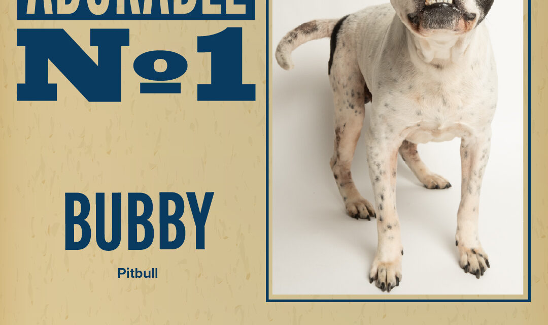 Pet of the Week – Bubby