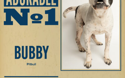 Pet of the Week – Bubby