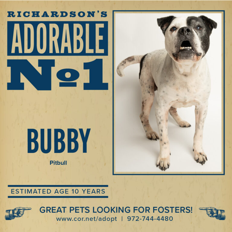 Pet of the Week