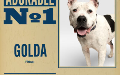 Pet of the Week