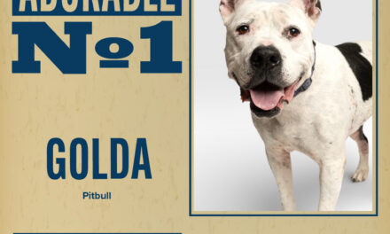 Pet of the Week