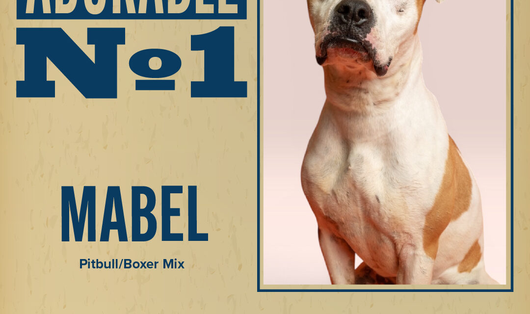 Pet of the Week