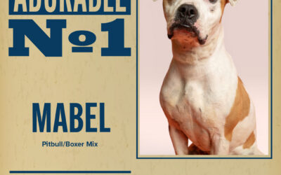 Pet of the Week