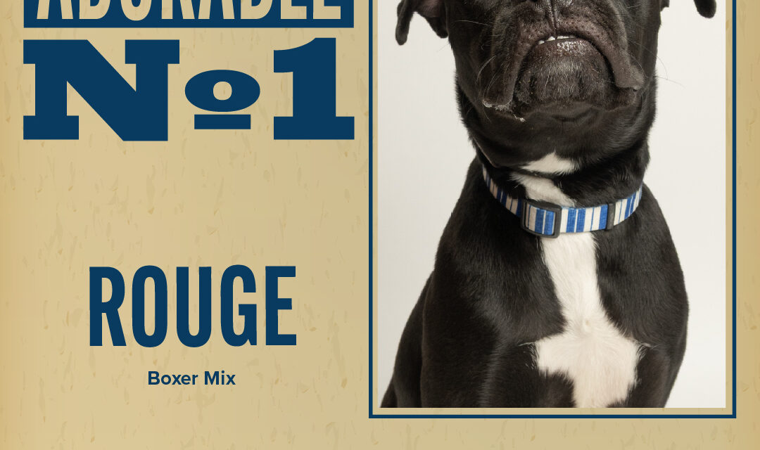 Pet of the Week – Rouge