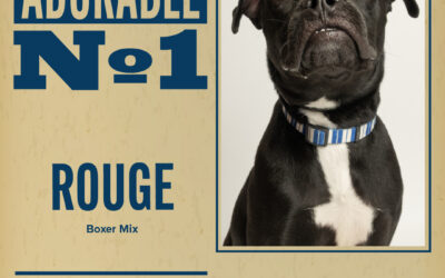 Pet of the Week – Rouge