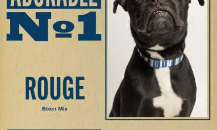 Pet of the Week – Rouge