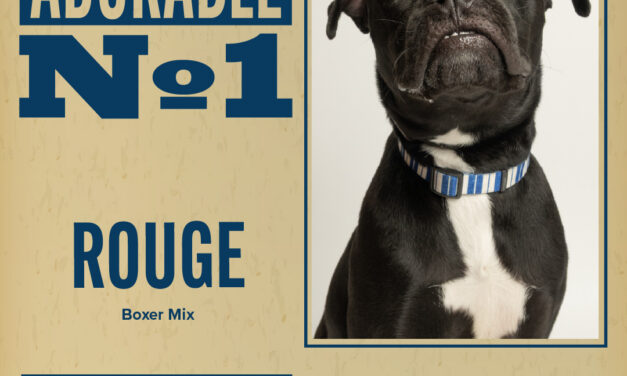 Pet of the Week – Rouge