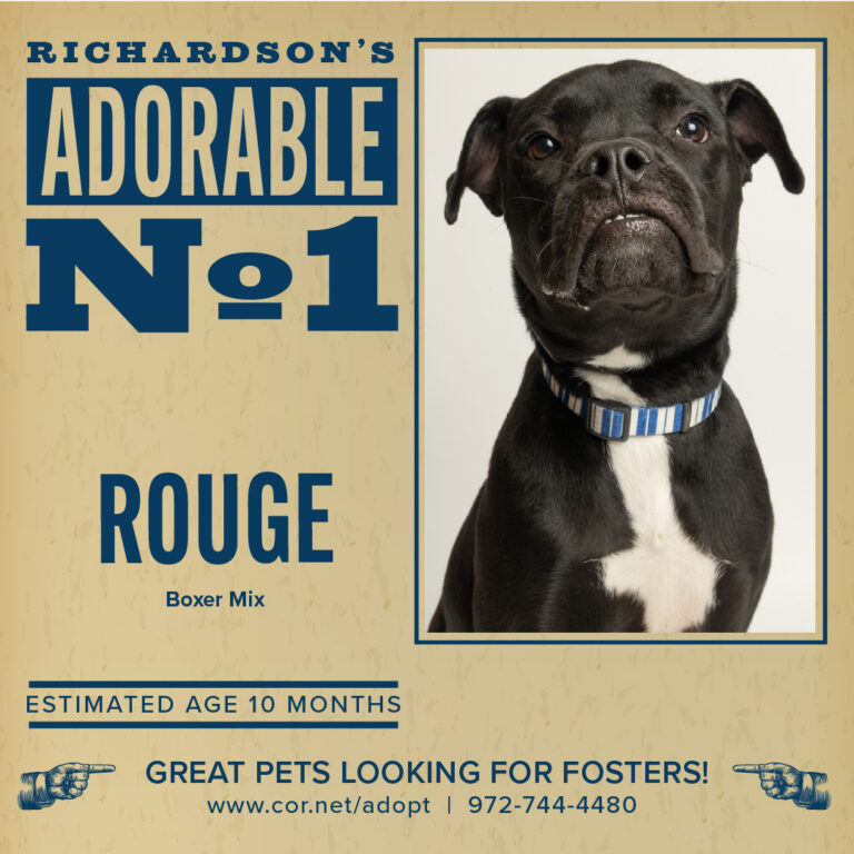 Pet of the Week