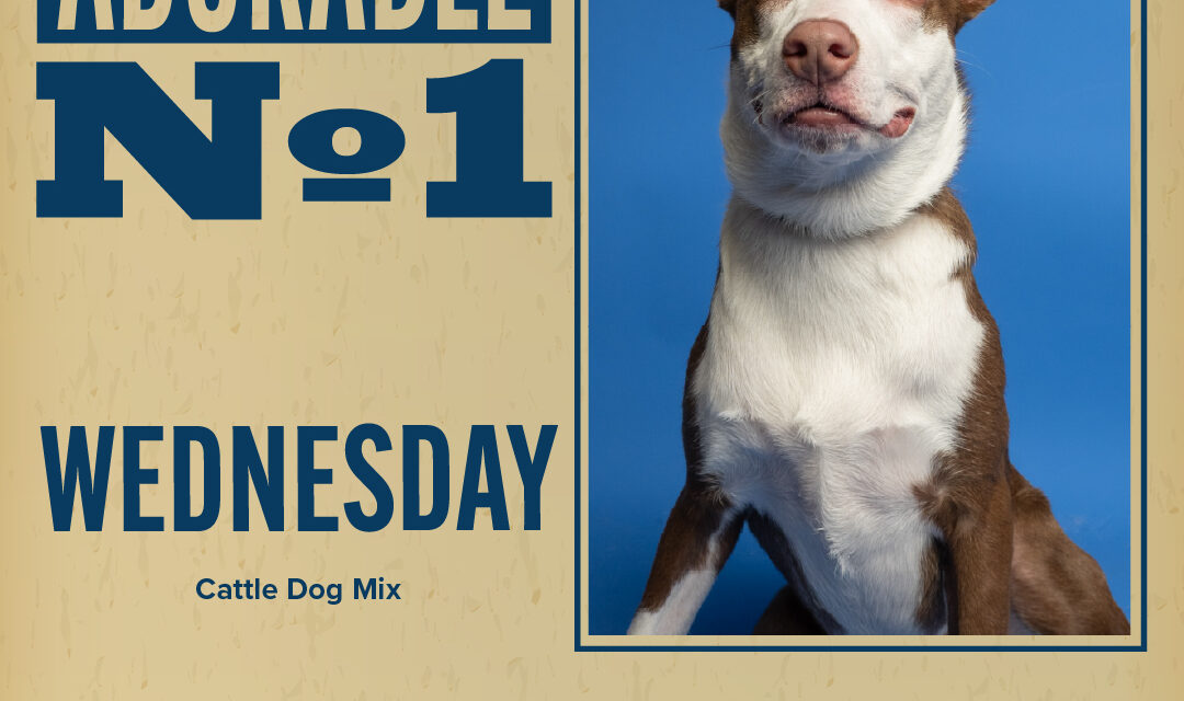 Pet of the Week