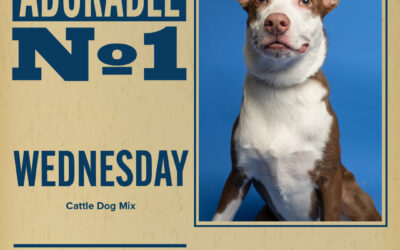 Pet of the Week