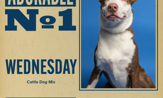 Pet of the Week