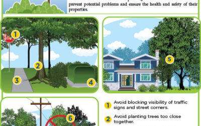 Locations to Avoid When Planting Trees