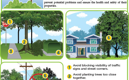 Locations to Avoid When Planting Trees