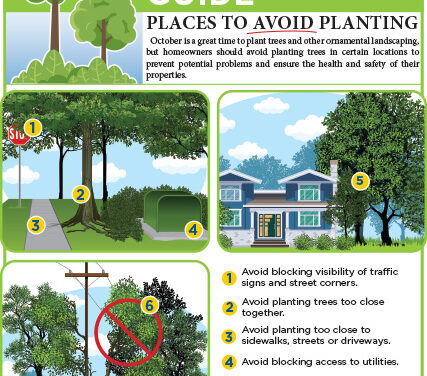 Locations to Avoid When Planting Trees